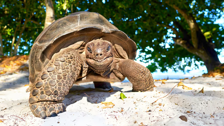 Var till Seychellerna Turtle