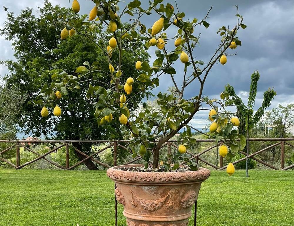 Vilka blomkrukor att välja för trädgården?