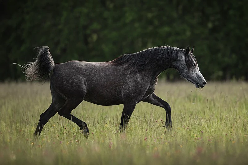 Arabiska Fullblod Blogg