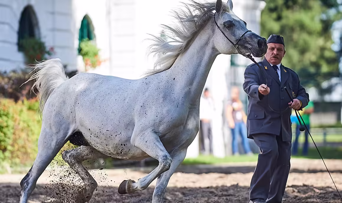 Berömda arabiska häststuterier i Polen