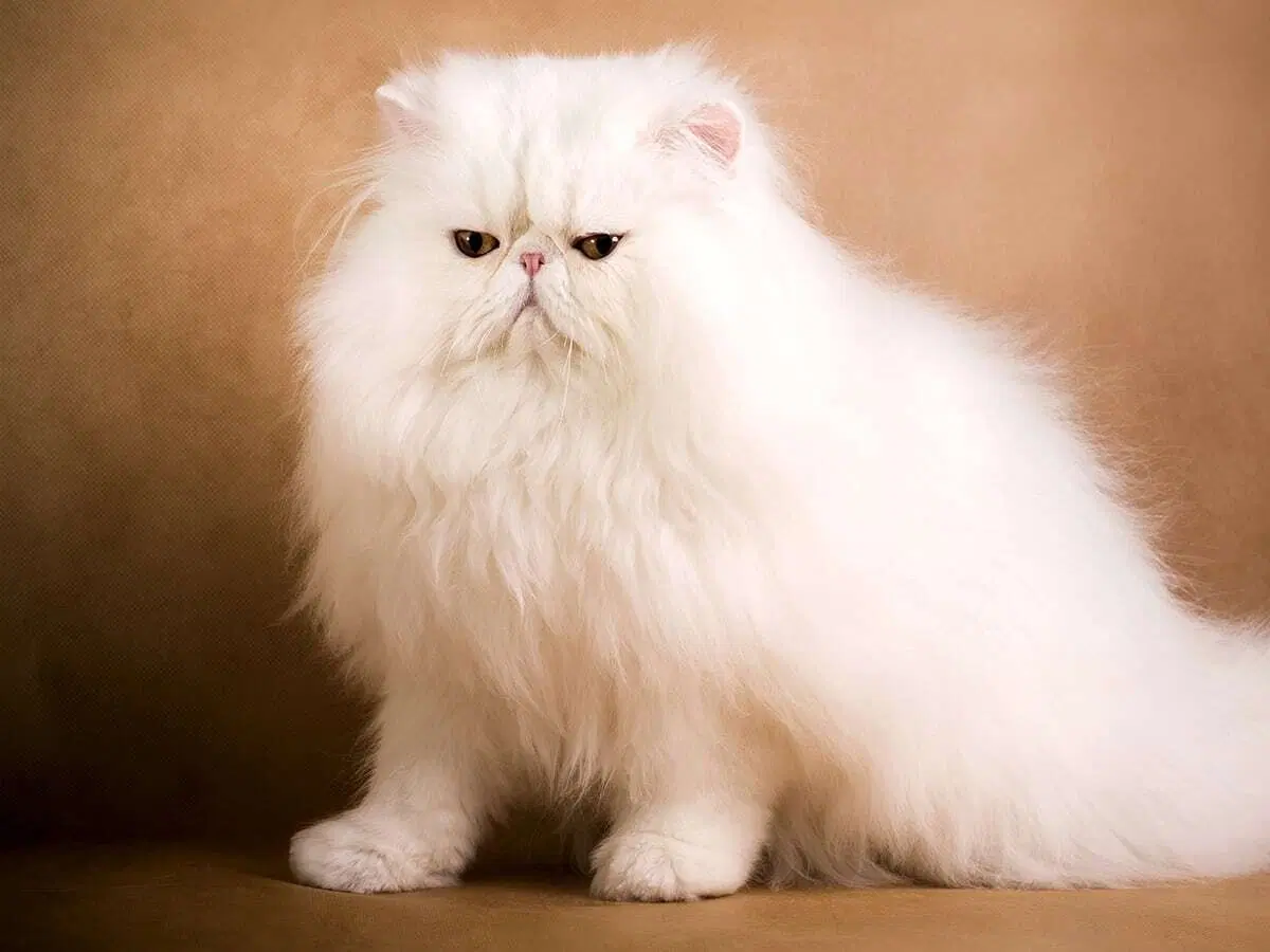 Hur mycket kostar den dyraste katten Blogg