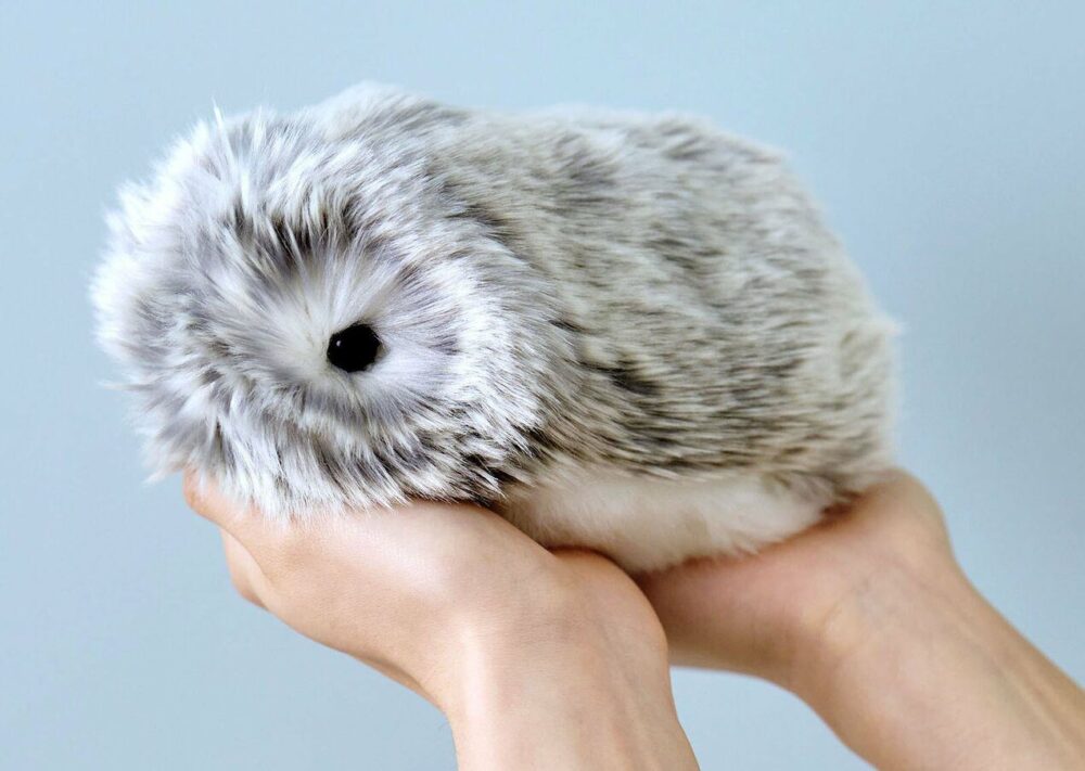 Moflin Kan man köpa den i Polen