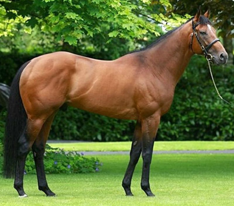 Temperament fullblod