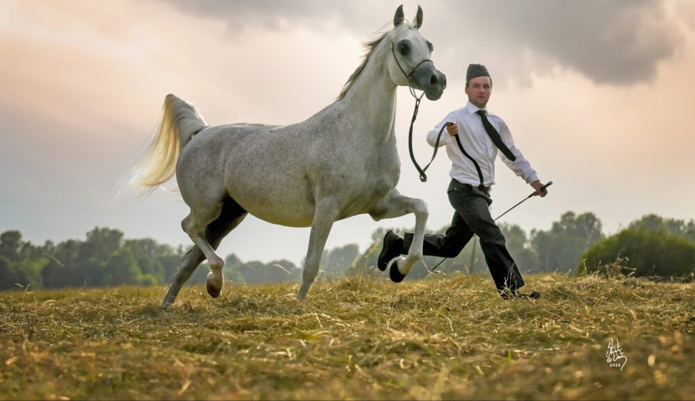 Uppfödning av arabiska hästar
