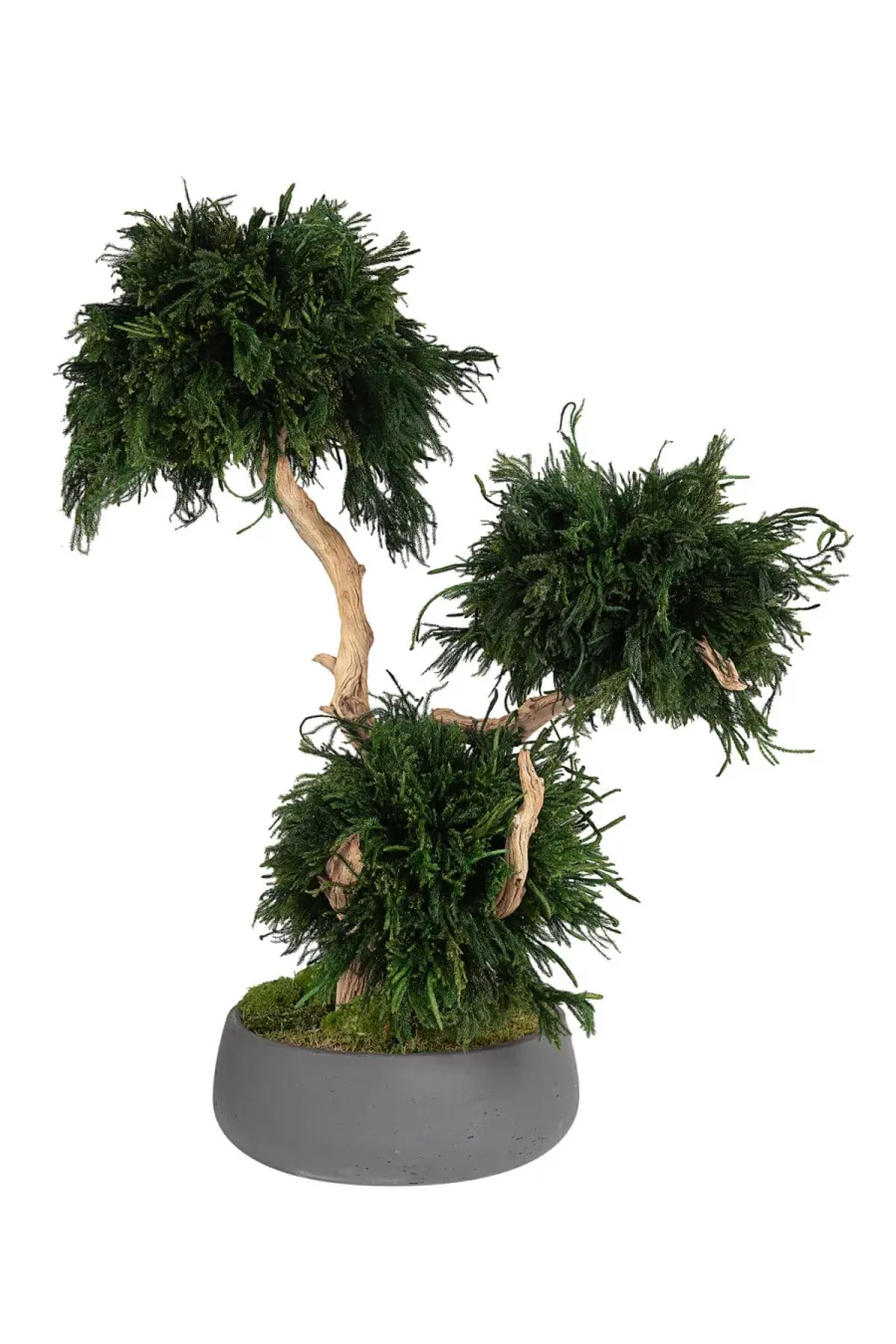 Vad innebär stabilisering av växter