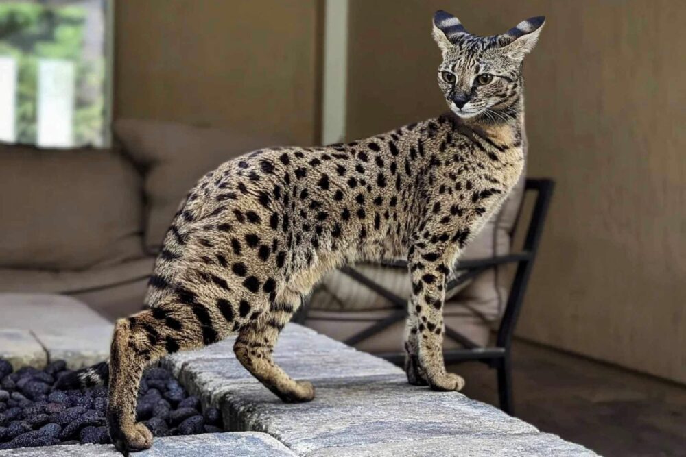 Vilken är den dyraste katten