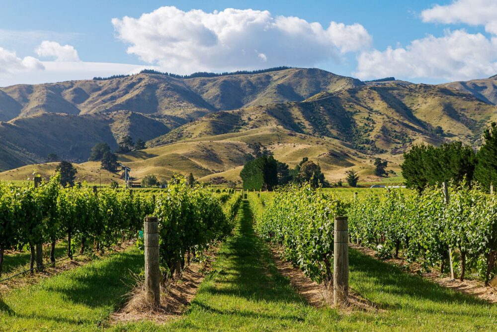 Marlborough Region Vingårdar